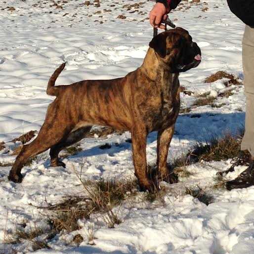 Fiona Of Godlike Step | Bullmastiff 