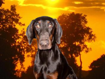 Vosheba Vleah v. Rauberstolz | Black Doberman Pinscher