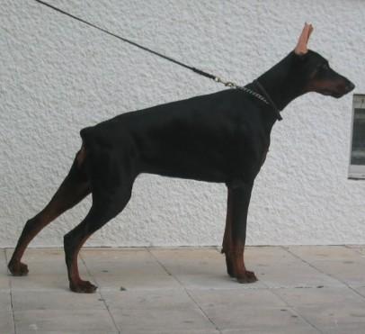 Donasha Yapock de Rovira | Black Doberman Pinscher