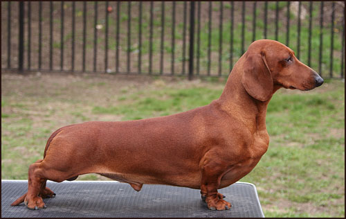 Hampdach Pyrrus | Dachshund 