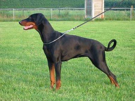 Diva v. Schloss Lupus | Black Doberman Pinscher