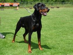 Dante v. Schloss Lupus | Black Doberman Pinscher