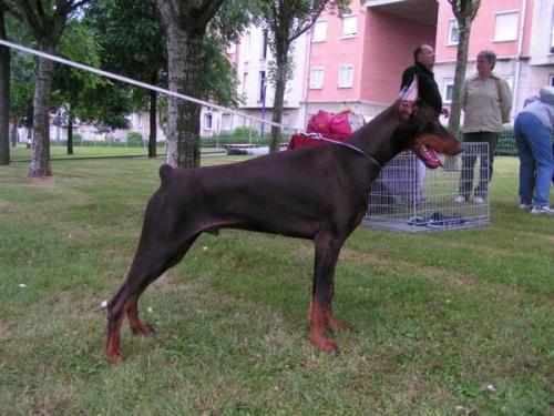 Huno de Sencia | Brown Doberman Pinscher