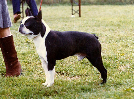 Georgia Girl's Chappie | Boston Terrier 