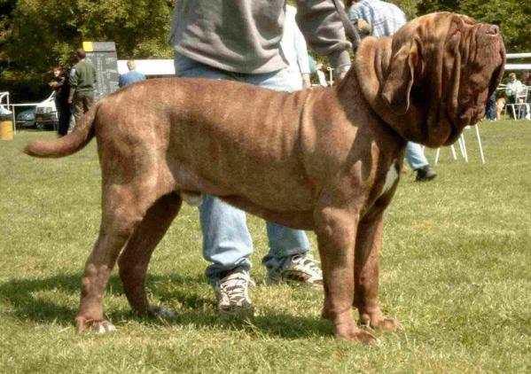 Alphonso of the Thatch Roof | Neapolitan Mastiff 