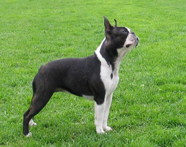 Skin-Deep's Billie Star | Boston Terrier 