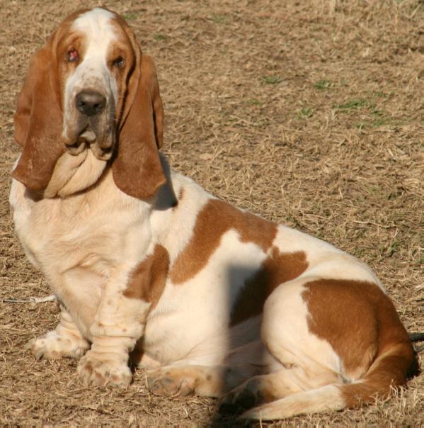 Tokel's Topaz Ace Von Hollandheim | Basset Hound 