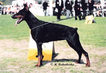 Orka v. Druidenstein | Black Doberman Pinscher