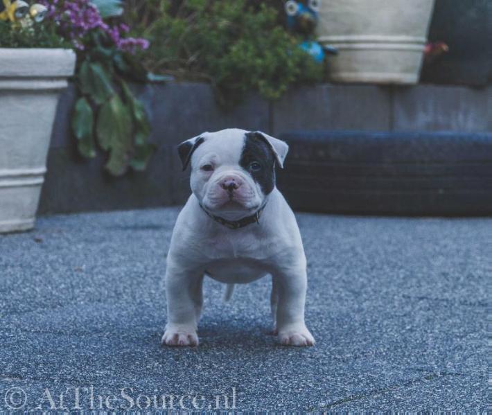 Quaoar of AtTheSource | American Bulldog 