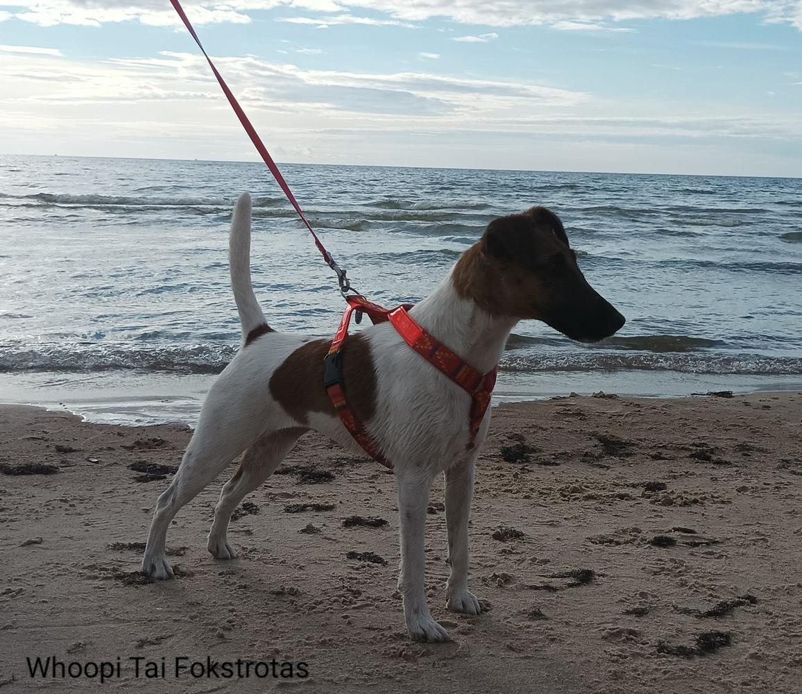 Whoopi Tai Fokstrotas | Smooth Fox Terrier 