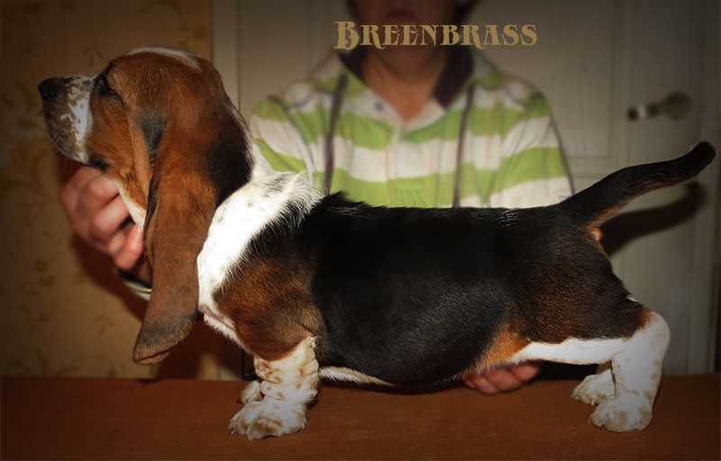 Megastar Anaconda Breenbrass | Basset Hound 