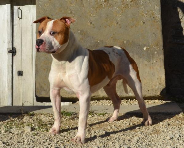 Guess aka Tyson de l'Exil des Titans | American Staffordshire Terrier 