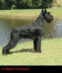 Gloris Go-Round | Giant Schnauzer 