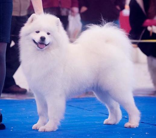 Lapaazora Artemida | Samoyed 