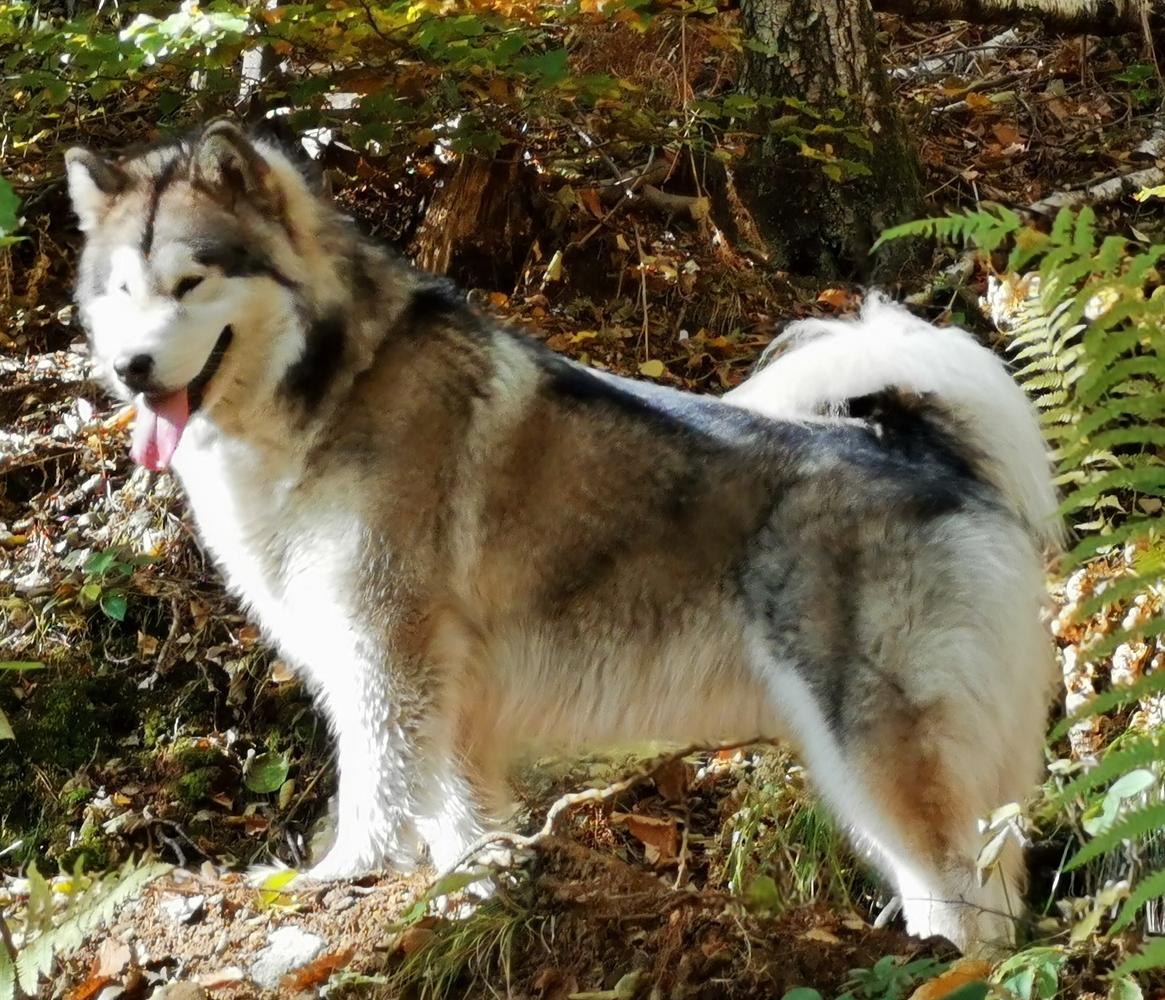 Celebrities House Cosmic Queen | Alaskan Malamute 