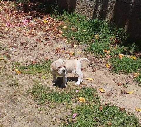 Fidesmickey | Portuguese Pointer 