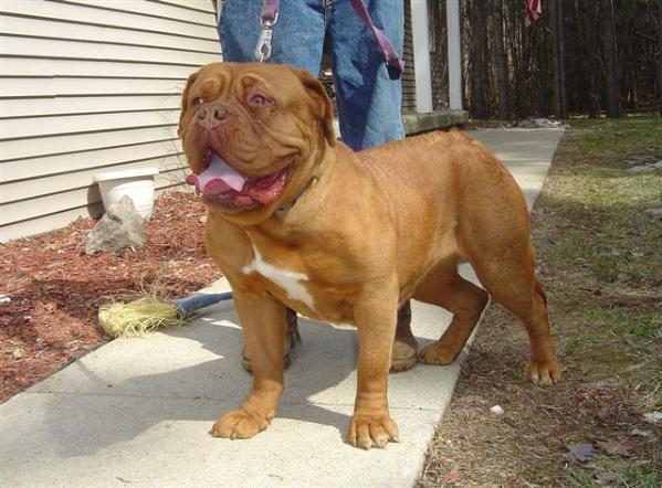 Greatlakes Sheba | Dogue de Bordeaux 