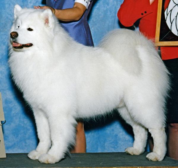 Starquest's Celest'l Beginning | Samoyed 