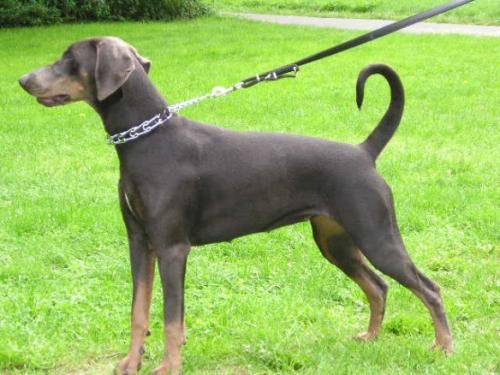 Josy v. Utgard | Blue Doberman Pinscher