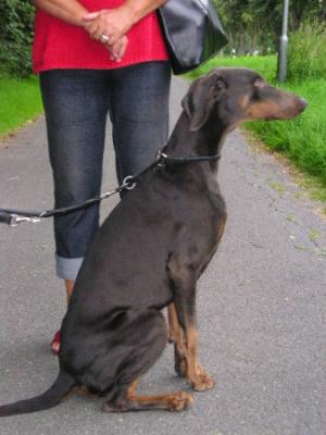 Jenna v. Utgard | Blue Doberman Pinscher