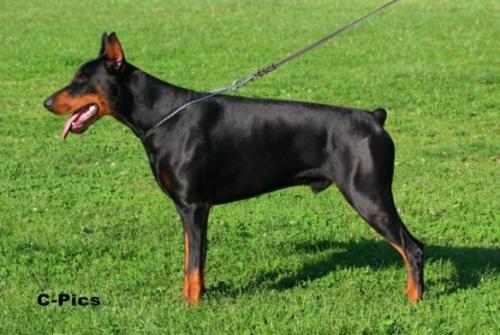 Elegant Elvis | Black Doberman Pinscher