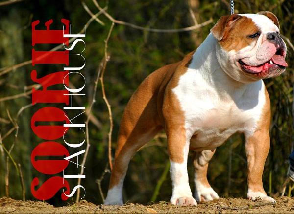 Champion Sookie Stackhouse of lvb | Olde English Bulldogge 