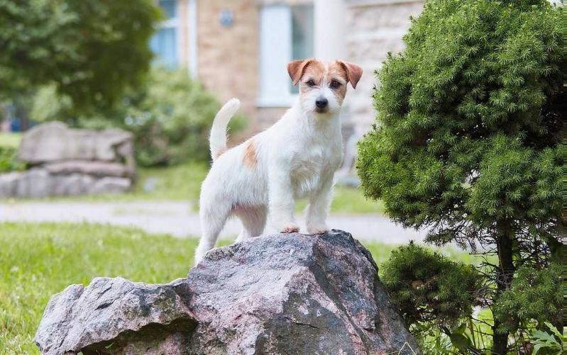 EVOLUTION IN LOVE | Jack Russell Terrier 