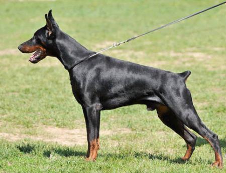 Modus Ost Primor Pilot | Black Doberman Pinscher