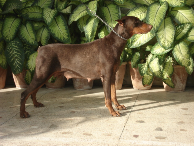 Iris v. Heisenberg | Brown Doberman Pinscher