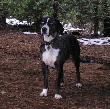 Windridge's Pandora Sox | Catahoula Leopard Dog 