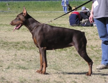 Charisma Nuova Dolce Vita | Brown Doberman Pinscher