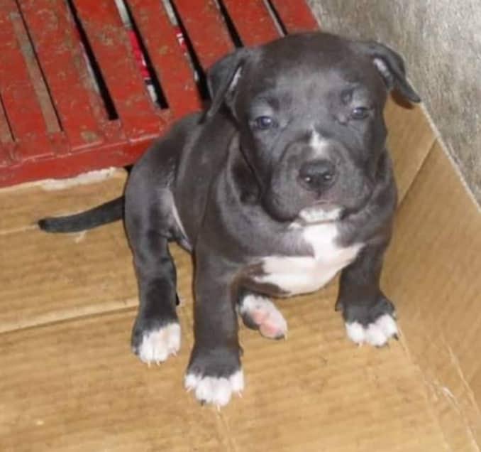 MRK ASHLEY | American Pit Bull Terrier 