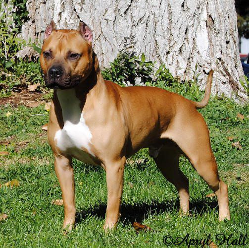 BLUPRINT'S HAV-LAR'S FAME CHASER | American Pit Bull Terrier 