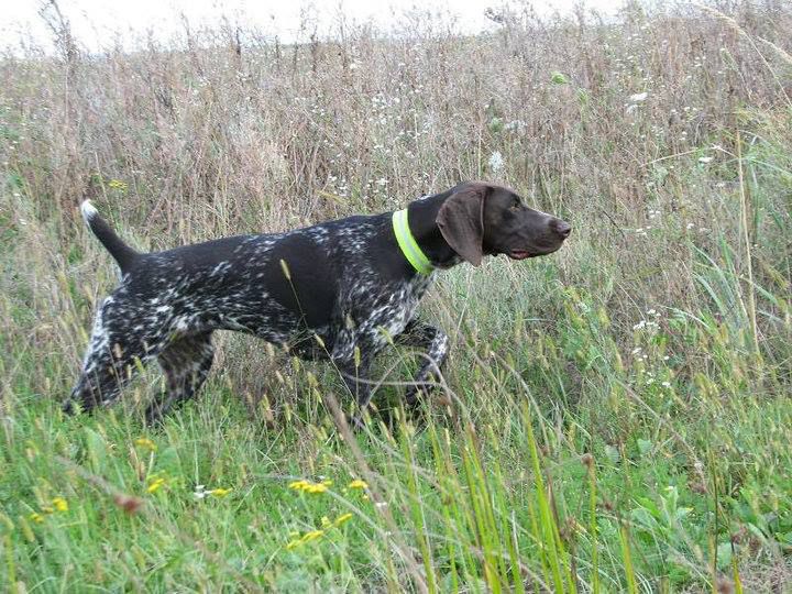 Elza Oberon Haus | German Shorthaired Pointer 