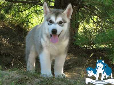Vaiya | Alaskan Malamute 