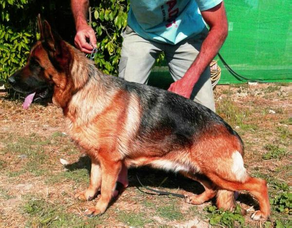 Tuca de Villalazan | German Shepherd Dog 