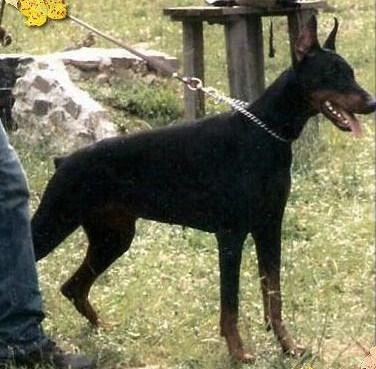 Ombra (LO0068213) | Black Doberman Pinscher