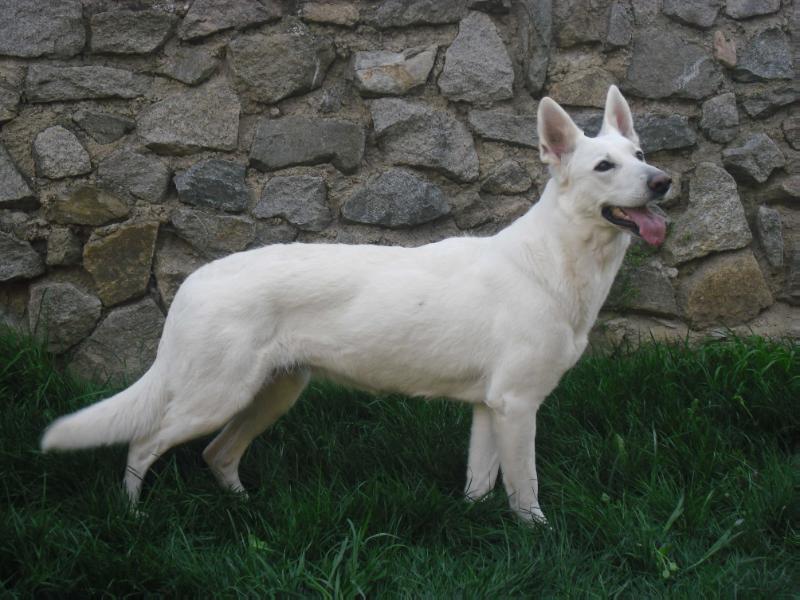 Adelheid of Aiwak's paradise | White Swiss Shepherd Dog 