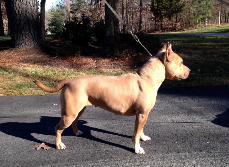 Sierra's New World Trade | American Staffordshire Terrier 
