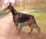 Ulicéa-Jane de Furioso | Black Doberman Pinscher