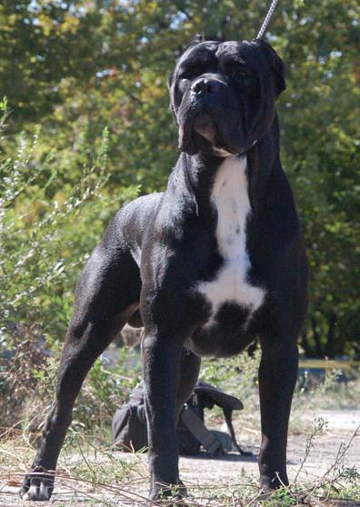 Victor Strajano | Cane Corso 