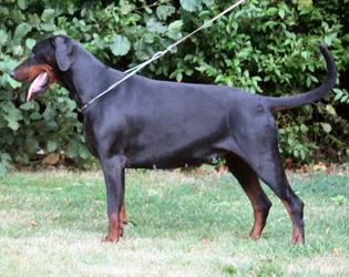 Barouchka of Ulicéa-Jane des Fief du Kallistos | Black Doberman Pinscher