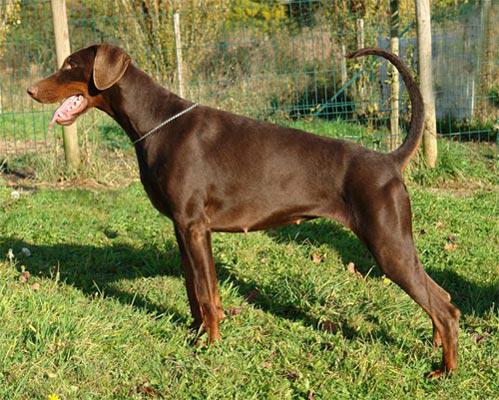 Britten bee des Fief du Kallistos | Brown Doberman Pinscher