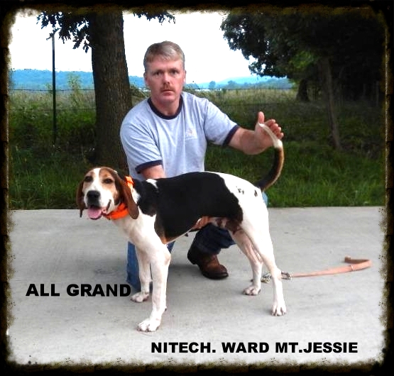 Ward Mt. Jessie | Treeing Walker Coonhound 