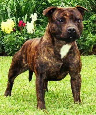 Priamo Do Lokan Terriers | Staffordshire Bull Terrier 