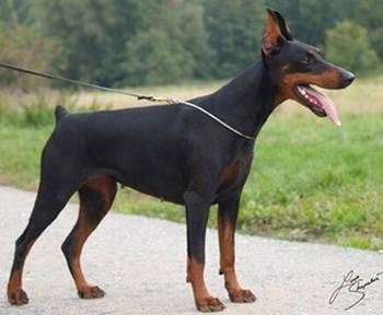 Stay In Style Airria | Black Doberman Pinscher