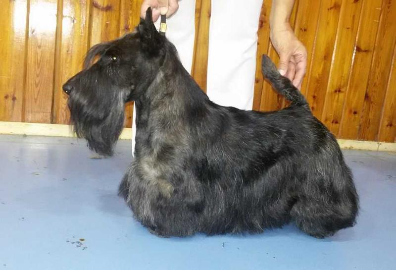 Slievecroob Fergus | Scottish Terrier 