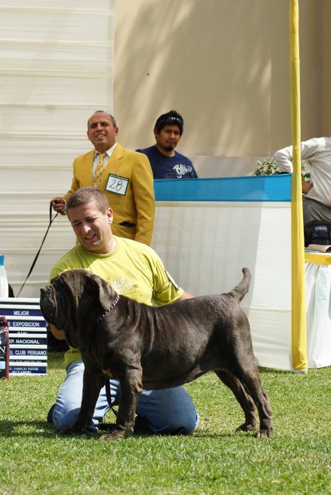 puichra dello scultore | Neapolitan Mastiff 