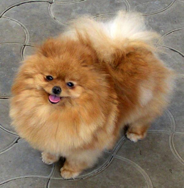 Kathy's Clown of Lenette | Pomeranian 