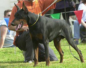 Ultimo Dancer di Sarabell | Black Doberman Pinscher